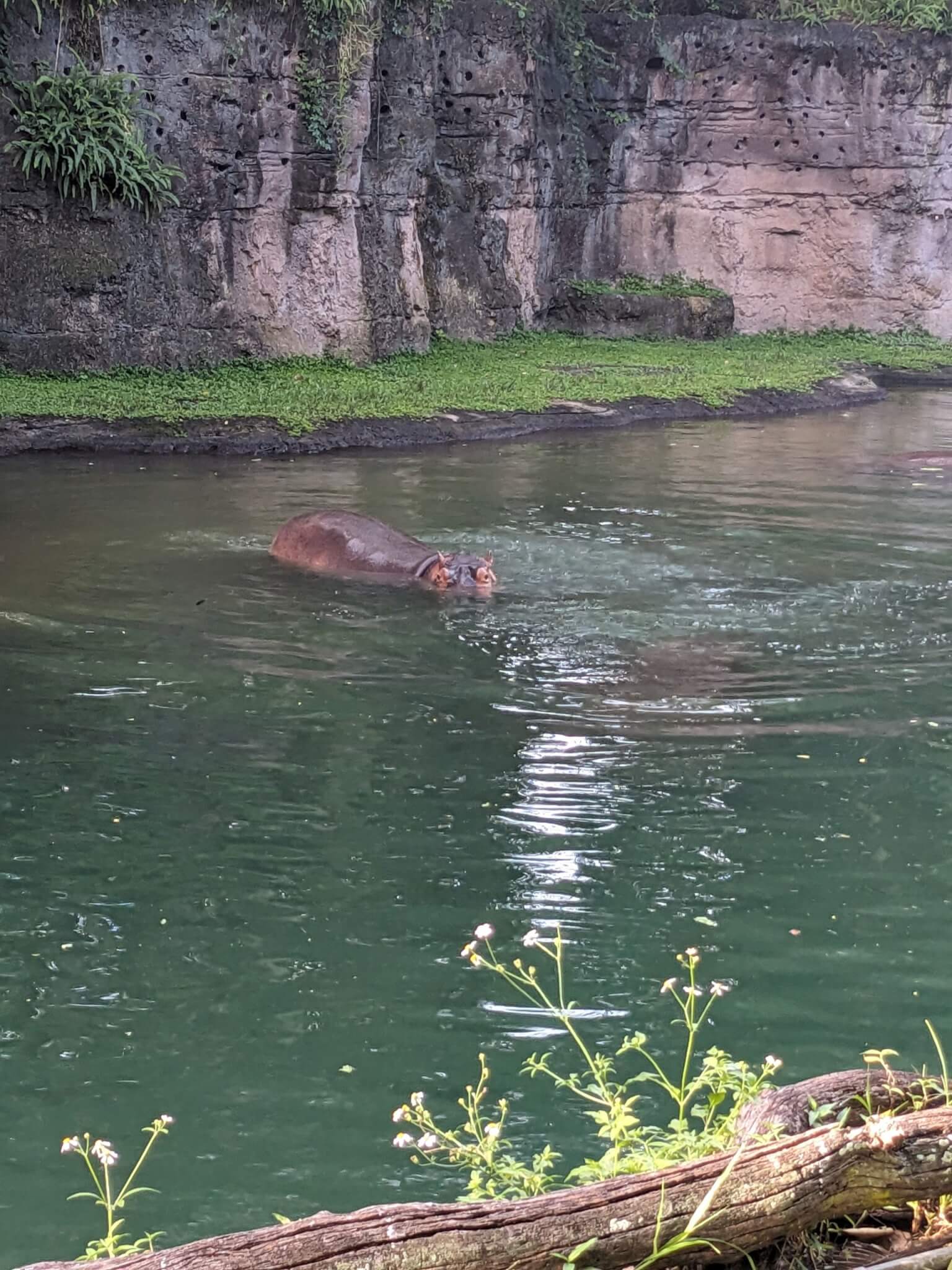 Kilimanjaro Safaris 1