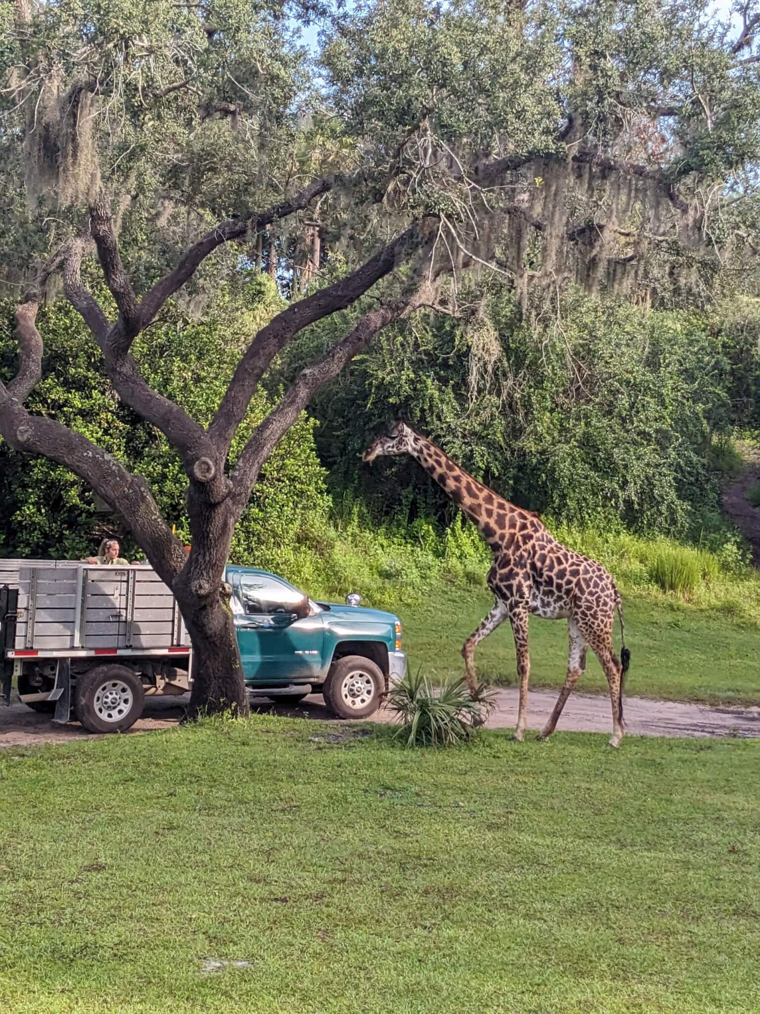 Kilimanjaro Safaris 4