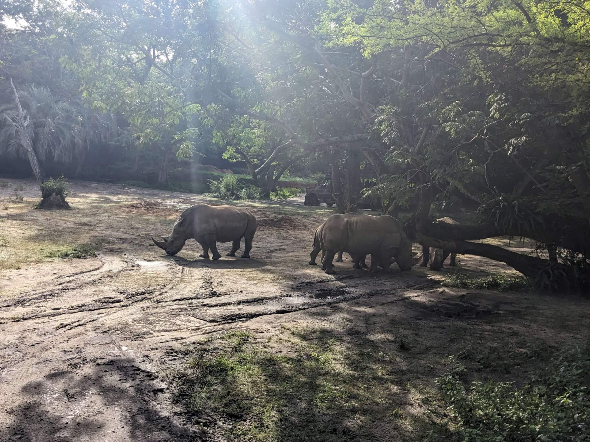 Kilimanjaro Safaris 2