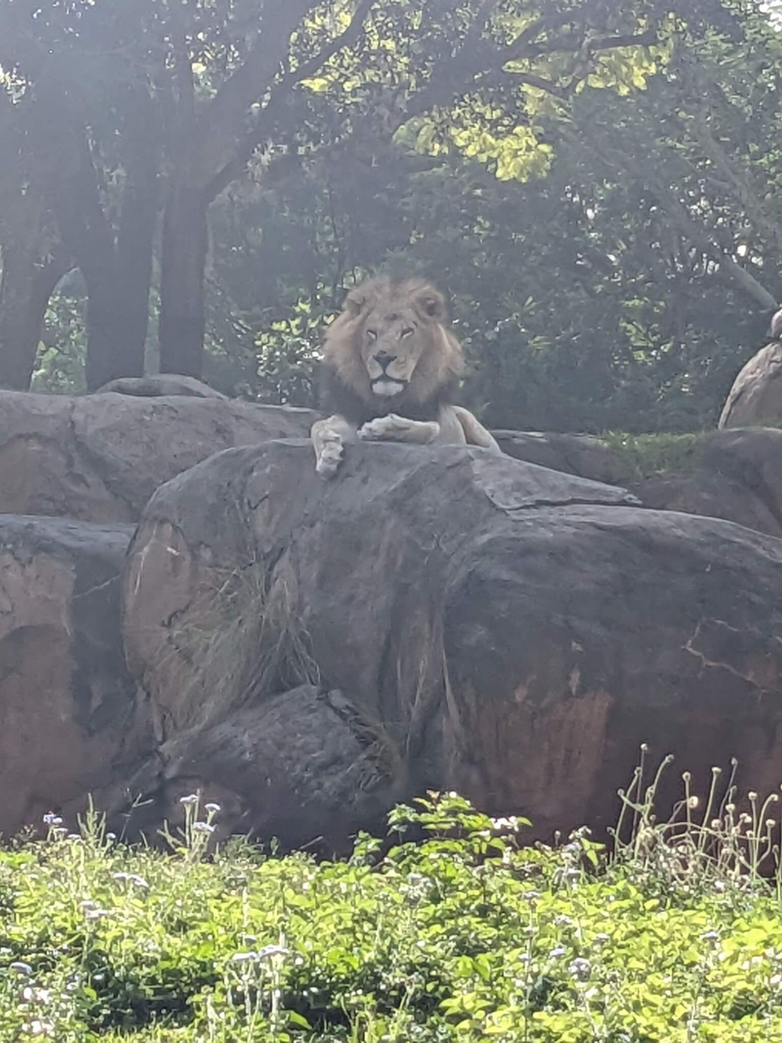 Kilimanjaro Safaris 3